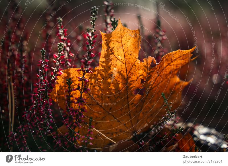 Herbstlicht Blatt Ahorn Ahornblatt Heidekrautgewächse Blick träumen natürlich schön braun gold violett Sympathie Farbe Natur Vergänglichkeit Herbstlaub