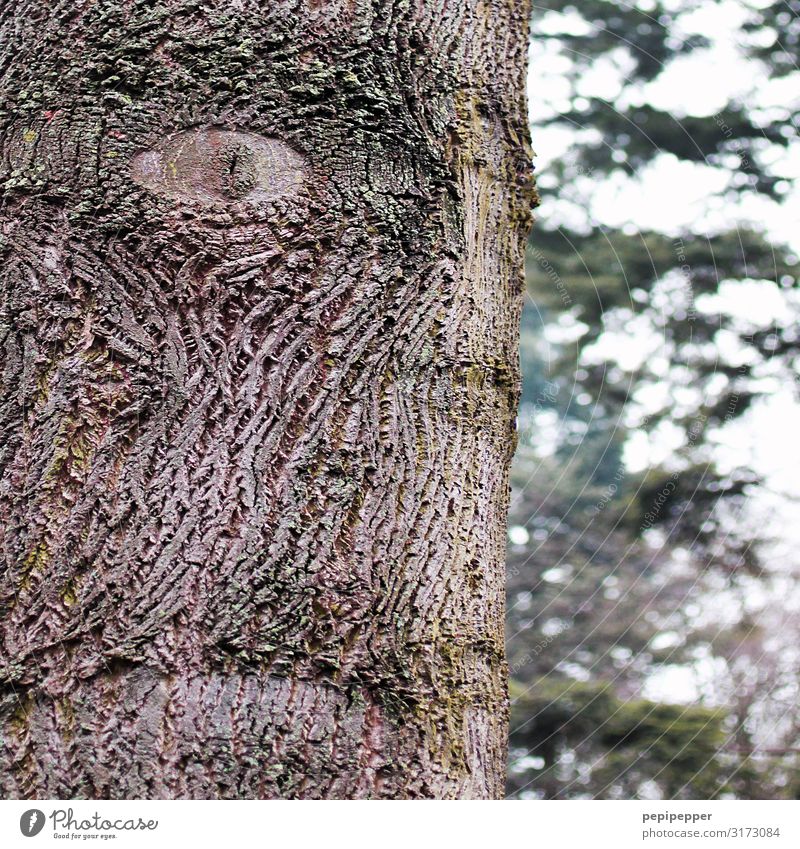 Zyklop androgyn Kopf Baum Garten Park Wald Holz Zeichen Blick braun Mytologie Auge einäugig Mund Farbfoto Außenaufnahme Tag Zentralperspektive Porträt