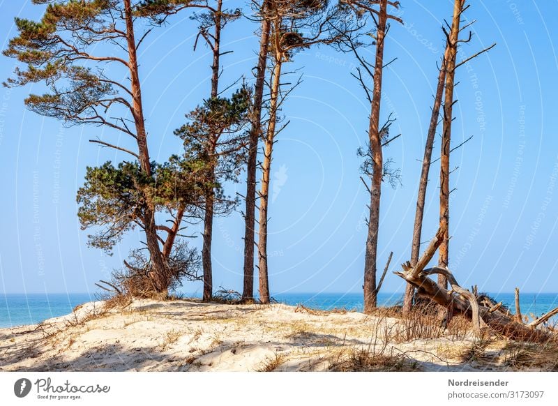 Weststrand Ferien & Urlaub & Reisen Sommer Sommerurlaub Strand Meer Natur Landschaft Sand Wasser Wolkenloser Himmel Sonne Sonnenlicht Schönes Wetter Baum Ostsee