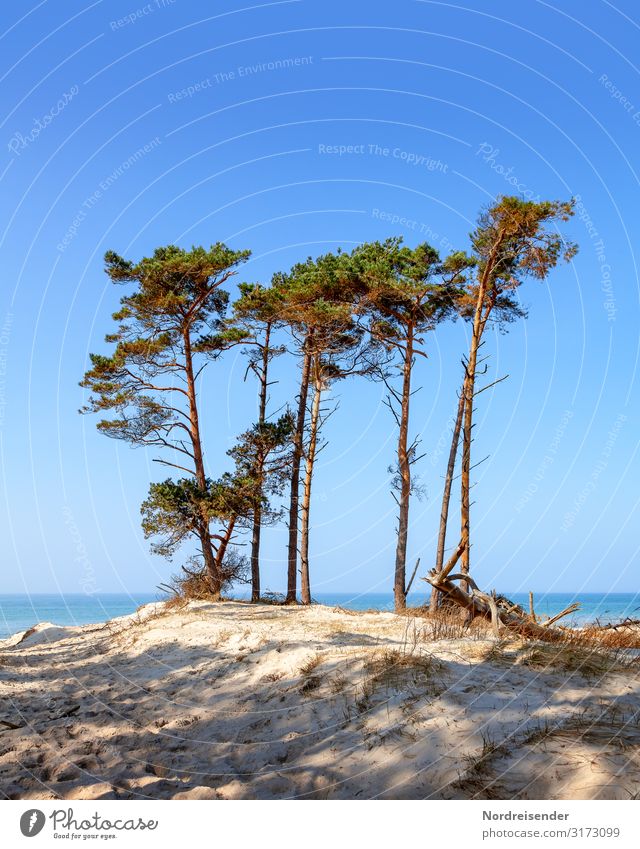 Weststrand Ferien & Urlaub & Reisen Tourismus Sommer Sommerurlaub Sonne Strand Meer Natur Landschaft Sand Wasser Wolkenloser Himmel Schönes Wetter Baum Ostsee