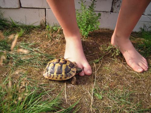 Schildkröte Mensch feminin Junge Frau Jugendliche Fuß 1 18-30 Jahre Erwachsene Sommer Schönes Wetter Gras Garten Tier Haustier Schildkrötenpanzer beobachten