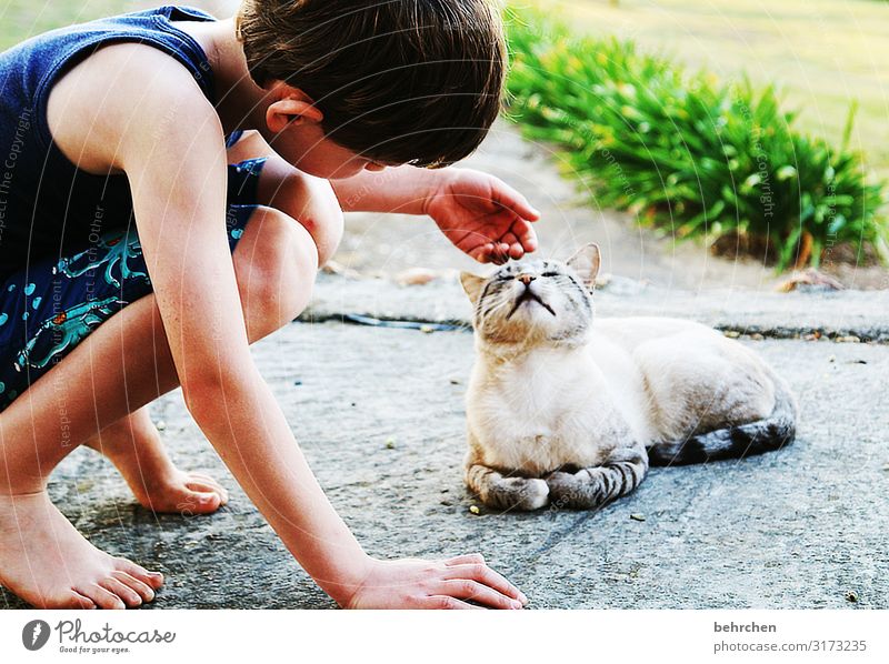 freundschaft | streicheleinheiten Tierporträt Porträt Tag Außenaufnahme Farbfoto Vertrauen begegnen genießen Freundschaft Freundlichkeit Streicheln