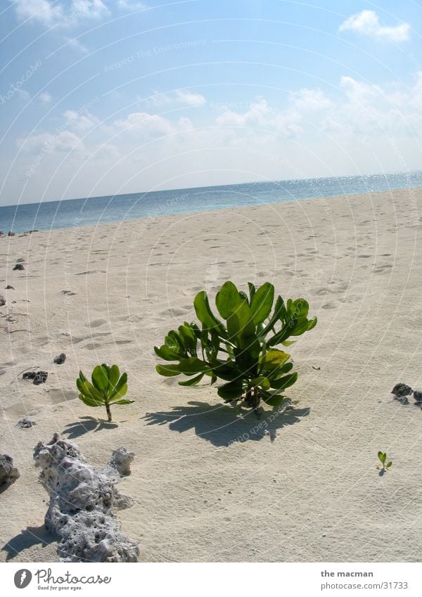 Die einsame Pflanze Strand Malediven ruhig Evolution Insel