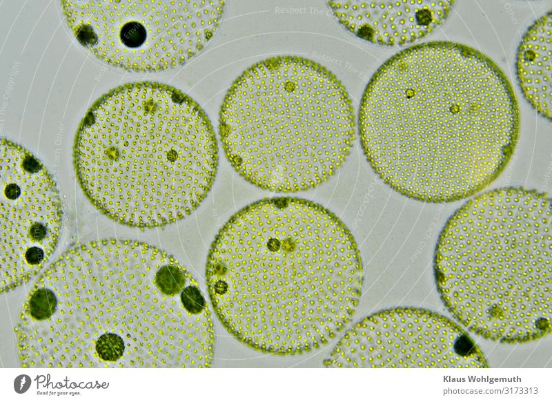 Kugelalgen, Volvox aurea unter dem Mikroskop Umwelt Natur Pflanze Frühling Sommer Algen Teich See überbevölkert drehen Schwimmen & Baden ästhetisch exotisch