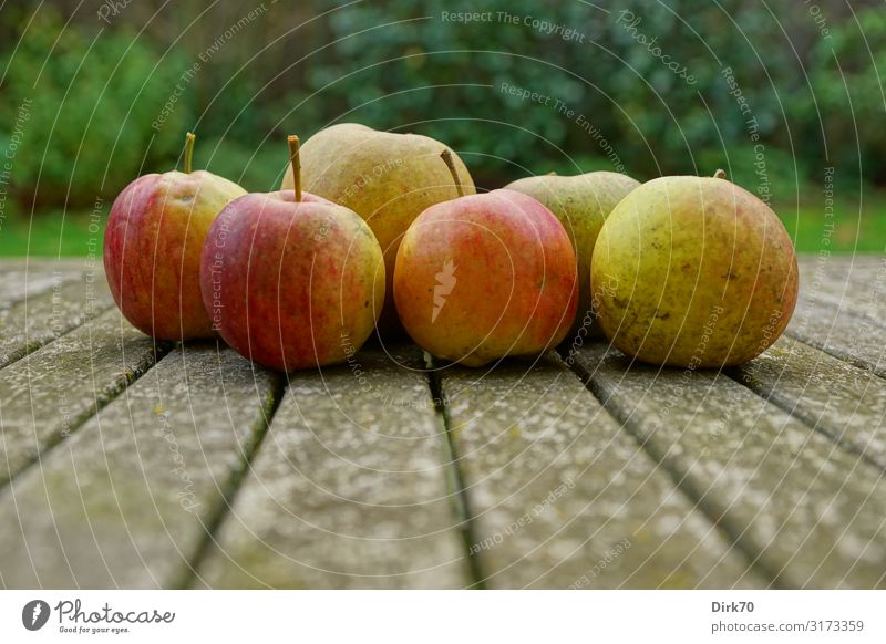 Erntezeit! Lebensmittel Frucht Apfel Ernährung Bioprodukte Vegetarische Ernährung Snack Gesundheit Gesunde Ernährung Garten Umwelt Natur Herbst Obstgarten