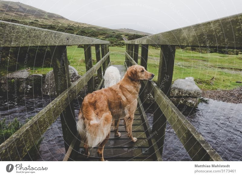 zwei Hunde auf einer Brücke im Dartmoor Ferien & Urlaub & Reisen Tourismus Abenteuer Berge u. Gebirge wandern Umwelt Natur Landschaft Sommer Wetter