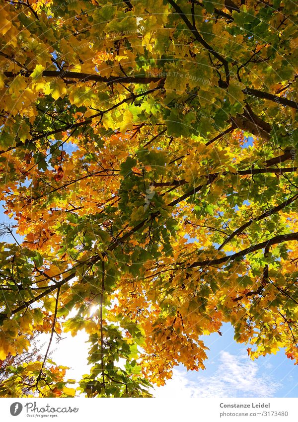 Herbstlaub Umwelt Natur Pflanze Luft Himmel Schönes Wetter Baum Blatt Zufriedenheit Glück Idylle Kraft Perspektive Stimmung träumen Farbfoto mehrfarbig
