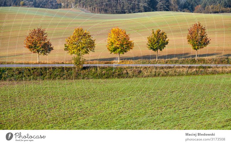 Reihe von fünf Bäumen entlang einer Landstraße im Herbst Natur Landschaft Baum Gras Wiese erleben Ferien & Urlaub & Reisen Freiheit einzigartig Feld fallen