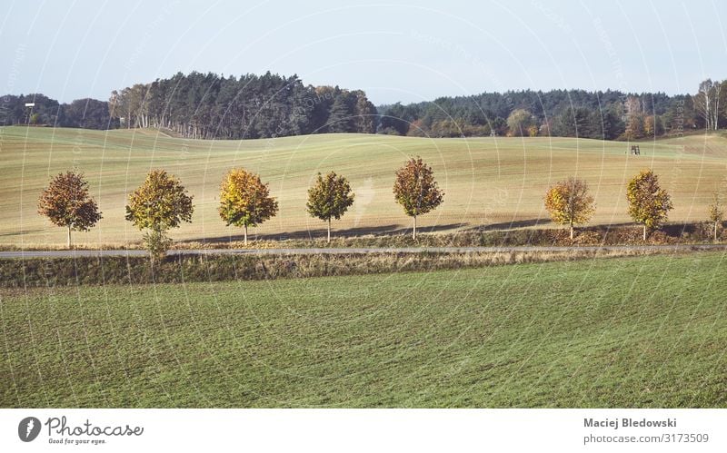 Landschaft mit Baumreihe entlang einer Straße im Herbst. Natur Wiese Wald Ferne retro einzigartig erleben Ferien & Urlaub & Reisen Freiheit Feld gefiltert