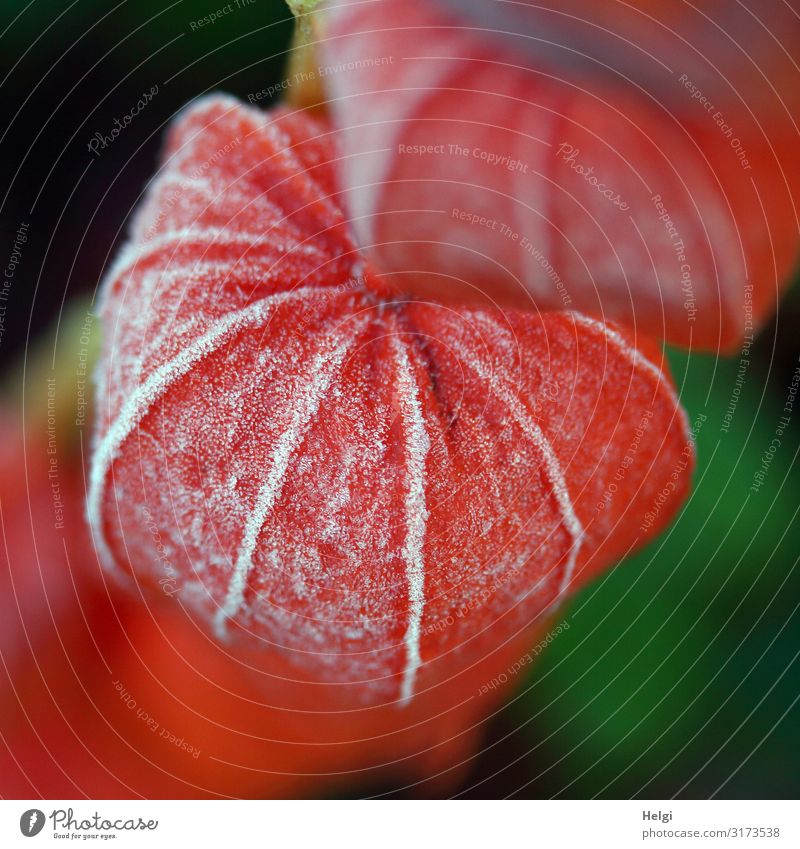 Fruchtstand einer Lampionblume als Nahaufnahme mit Raureif Umwelt Natur Pflanze Herbst Eis Frost Blume Garten frieren hängen außergewöhnlich kalt natürlich grün