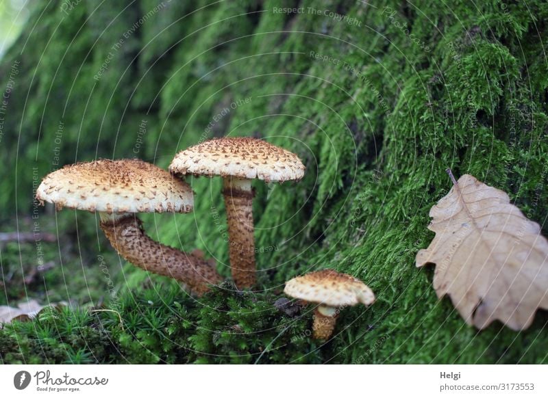 drei Pilze wachsen an einem moosbedeckten Baumstamm im Wald Umwelt Natur Pflanze Herbst Moos Blatt Eichenblatt Park stehen Wachstum ästhetisch authentisch