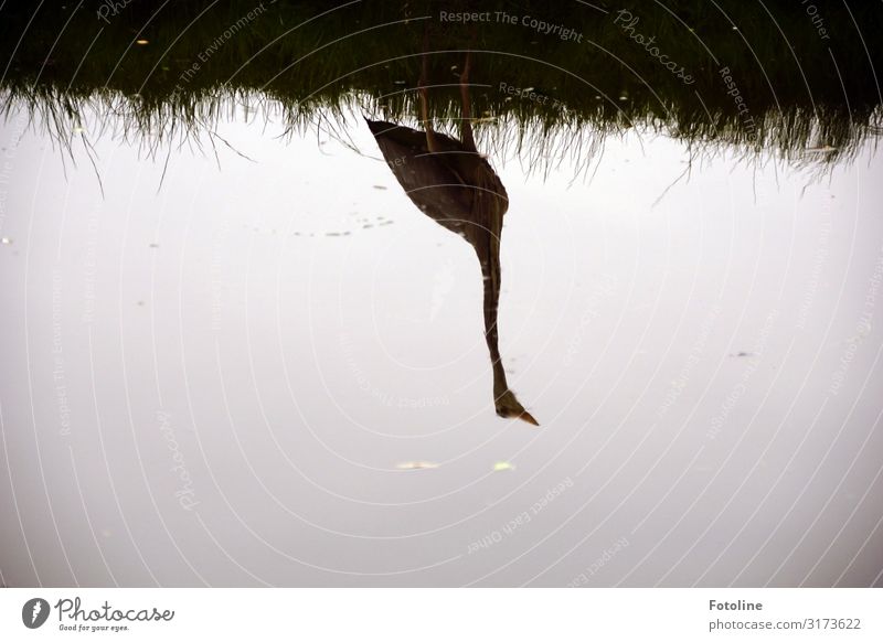 Spiegelung Umwelt Natur Pflanze Tier Urelemente Wasser Frühling Gras Küste Flussufer Wildtier Vogel 1 ästhetisch frei nah nass natürlich grau schwarz Reiher