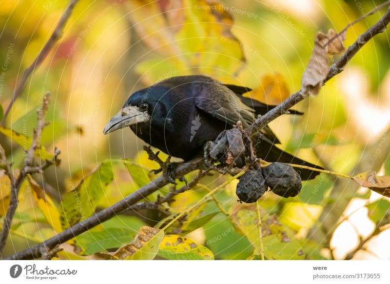 Rook searches for walnuts on a tree Natur Tier Vogel 1 Fressen klug Dead Bird Raven animal bird crow feather feathered forage foraging predator raven bird rook