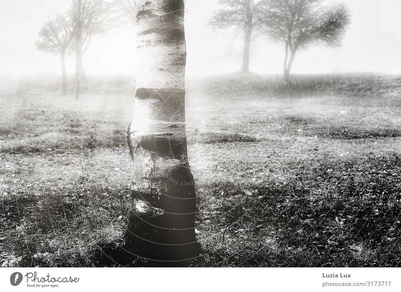 Birke im Herbst, sw Umwelt Natur Landschaft Pflanze Park Menschenleer schön schwarz weiß Nebel Schwarzweißfoto Außenaufnahme Textfreiraum links