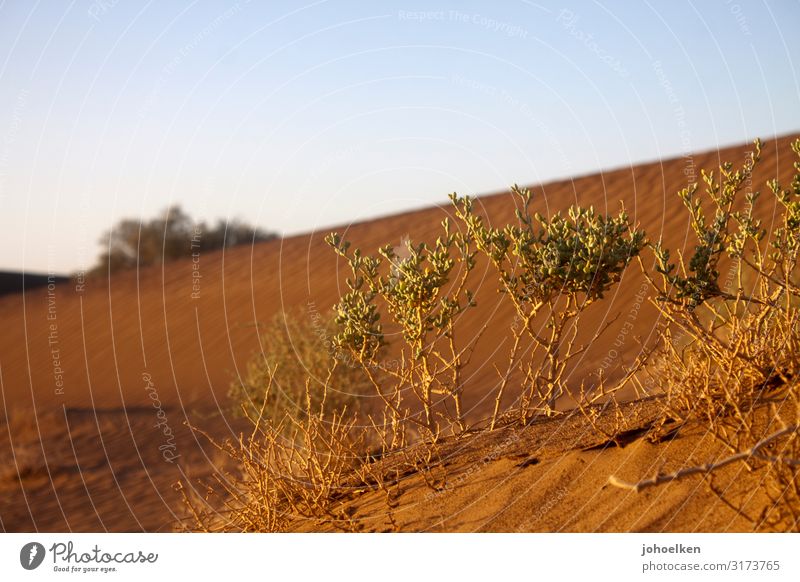 Wasserspeicher Urelemente Erde Sand Wolkenloser Himmel Sommer Klimawandel Pflanze exotisch Sukkulenten Wüste Sahara dehydrieren Wachstum Ferne heiß trocken