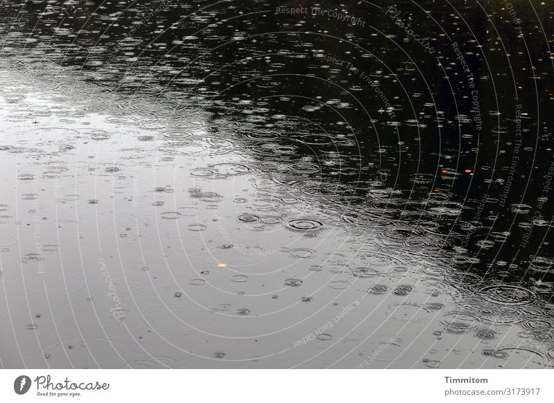 Wasser trifft auf Wasser Wassertropfen Regen Wasseroberfläche Kreise Blase Laubblätter Linien hell dunkel Reflexion & Spiegelung Menschenleer schwarz