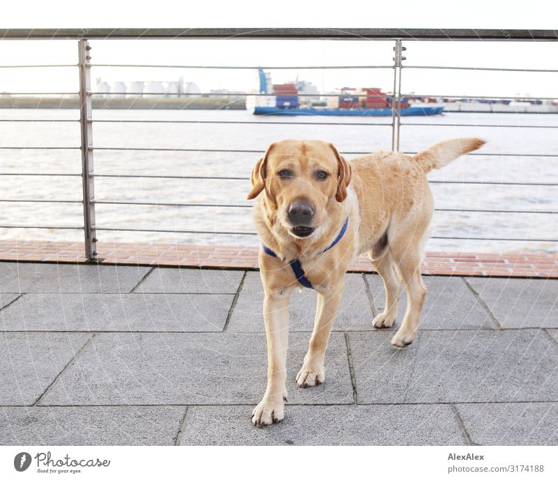 UT HH 19 | Blonder Labrador vor einem Geländer am Hafen Freude Leben Wasserfahrzeug Flussufer Landschaft Schönes Wetter Schifffahrt Hund blond Hundegeschirr