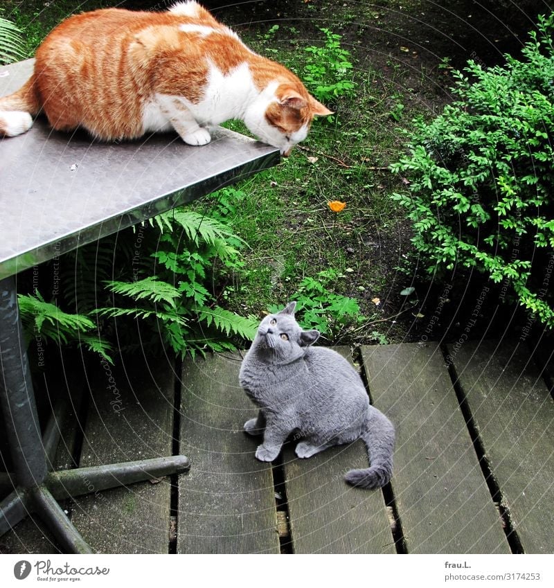 Kontakt Pflanze Tier Garten Haustier Katze 2 Tierpaar Tierjunges sprechen Blick sitzen Freundlichkeit schön Freude Sympathie Hauskatze Revier Farbfoto Tag