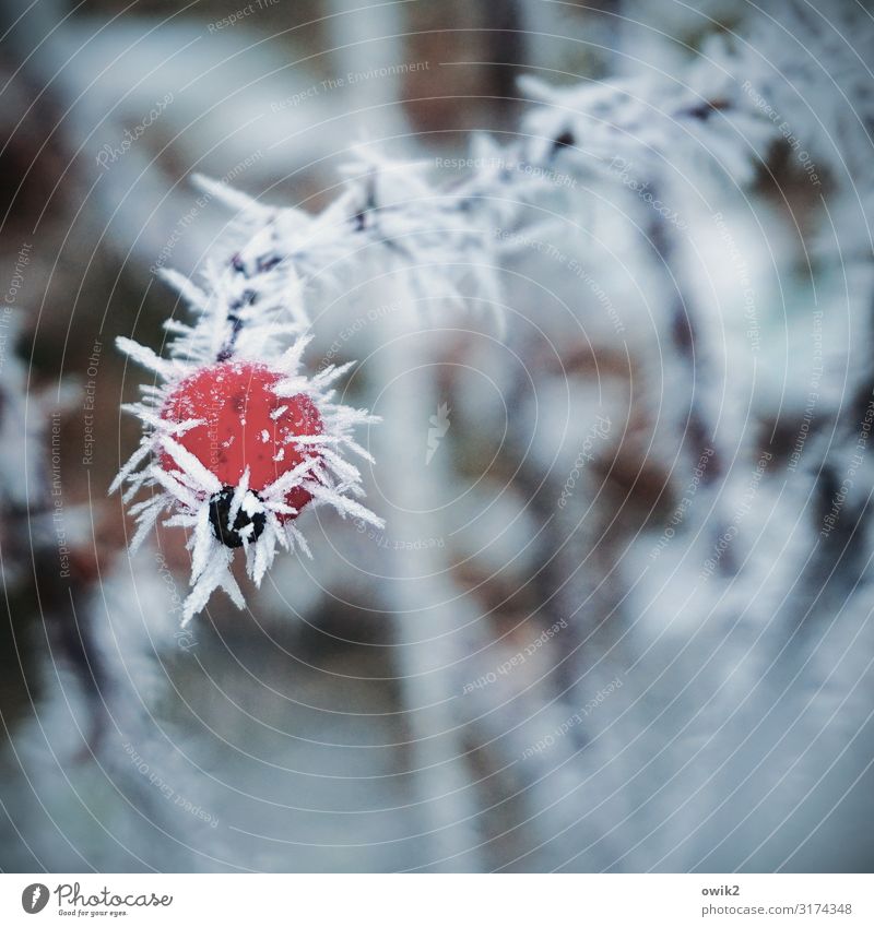 Unterkühlt Umwelt Pflanze Winter Eis Frost Wildpflanze Hagebutten Zweig kalt nah Spitze stachelig rot Eiskristall gefroren Farbfoto Außenaufnahme Nahaufnahme