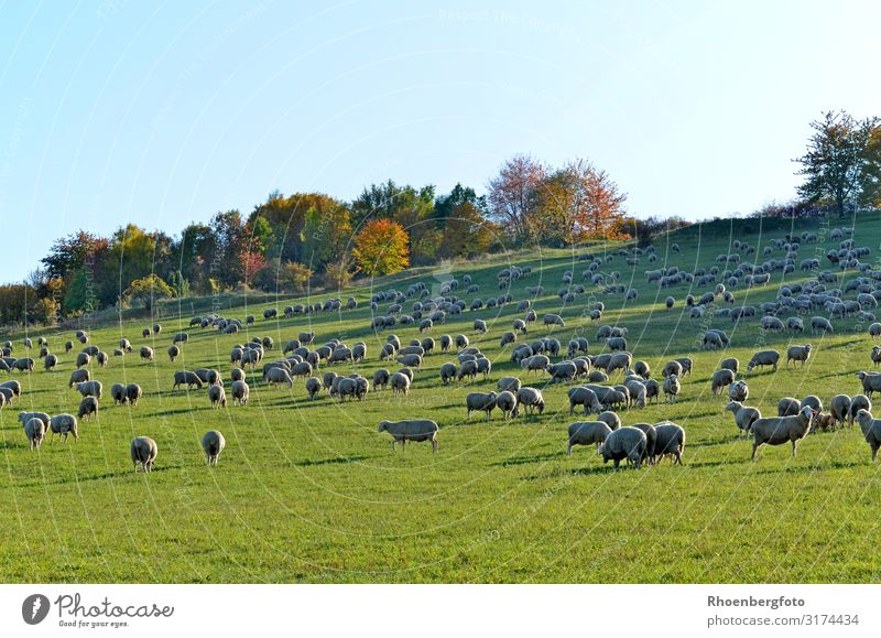 Schafherde Umwelt Natur Landschaft Pflanze Tier Herbst Klimawandel Wetter Gras Haustier Nutztier Herde wandern Farbfoto Außenaufnahme Textfreiraum oben Tag
