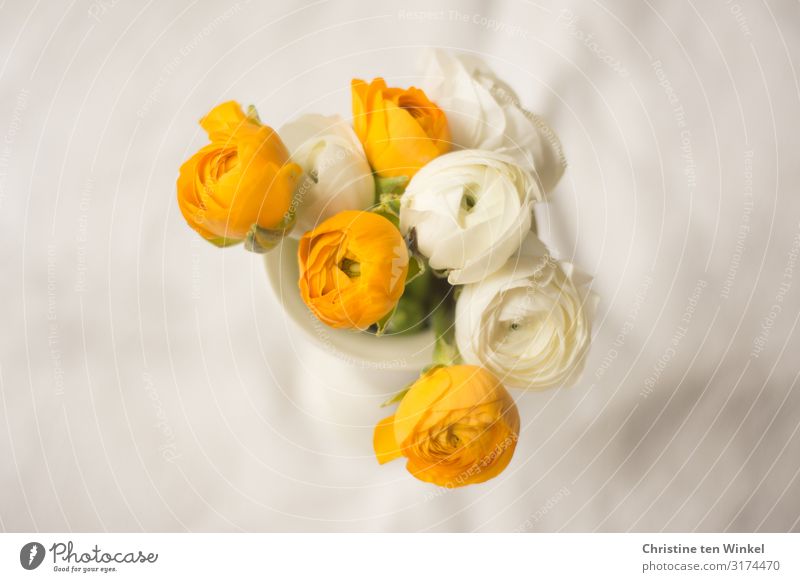 Gelbe und weiße Ranunkeln in einer weißen Vase auf hellem Untergrund Pflanze Blume Blüte Blumenstrauß ästhetisch außergewöhnlich Duft elegant Freundlichkeit