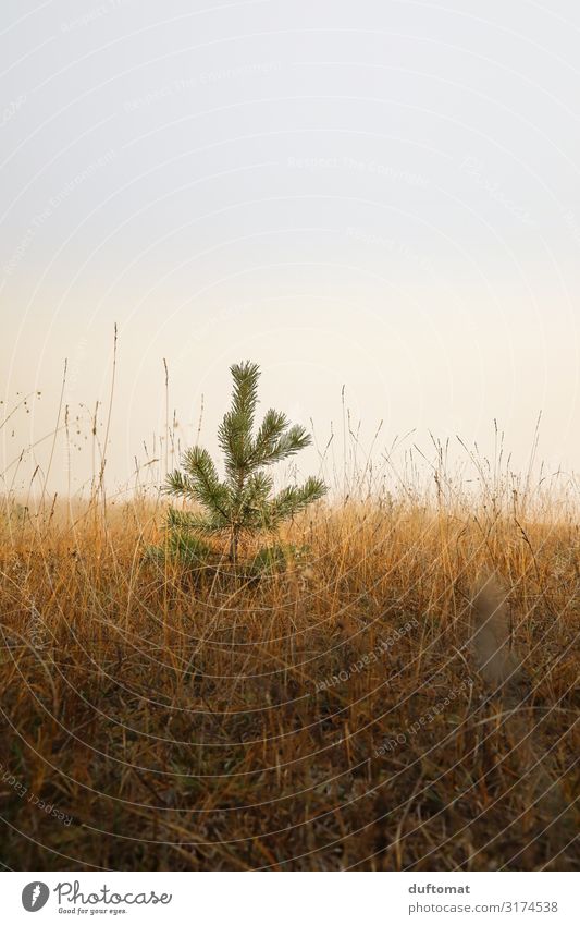 Kinder Weihnachtsbaum Natur Landschaft Pflanze Erde Herbst Klima Nebel Baum Wildpflanze Wiese Wald Hügel dunkel frisch kalt braun standhaft Horizont Stimmung