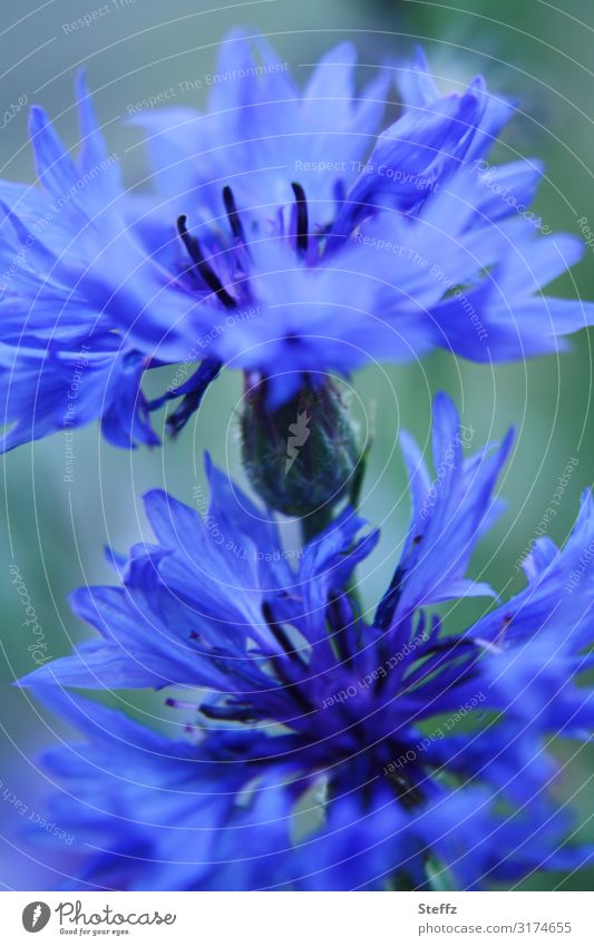 Kornblumen Zyane Wildblumen Centaurea cyanus Wildpflanzen tiefblau blaue Blumen blaue Blüten Feldblumen Röhrenblüten Korbblütler Juli Blütezeit blühen prächtig
