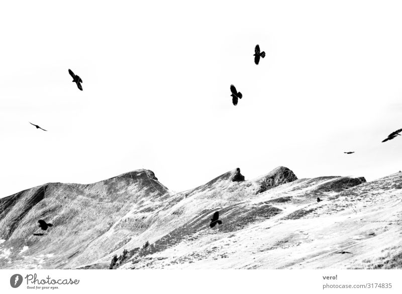 Mehrere Vögel über Berggipfel in Schwarz-Weiss Freiheit wandern Landschaft Himmel Felsen Alpen Vogel Schwarm Bewegung fliegen genießen authentisch einfach