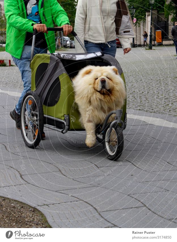 Hund in Buggy Düsseldorf Stadtzentrum Straße Kinderwagen 1 Tier gold grau grün Zufriedenheit Tierliebe Trägheit bequem Freude Farbfoto Außenaufnahme