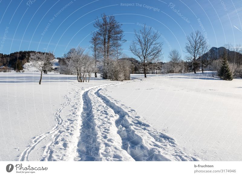 Wege im Schnee Zufriedenheit Erholung Freizeit & Hobby Ferien & Urlaub & Reisen Tourismus Winter wandern Wintersport Joggen Natur Schönes Wetter entdecken