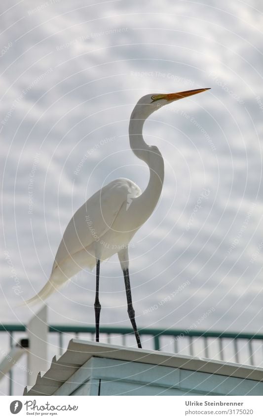 Weißer Reiher in Florida Tierporträt Silberreiher Vogel Wildtier Casmerodius albus Florida Keys Feder wehen Wind Great Egret ästhetisch Stolz weiß schön dünn