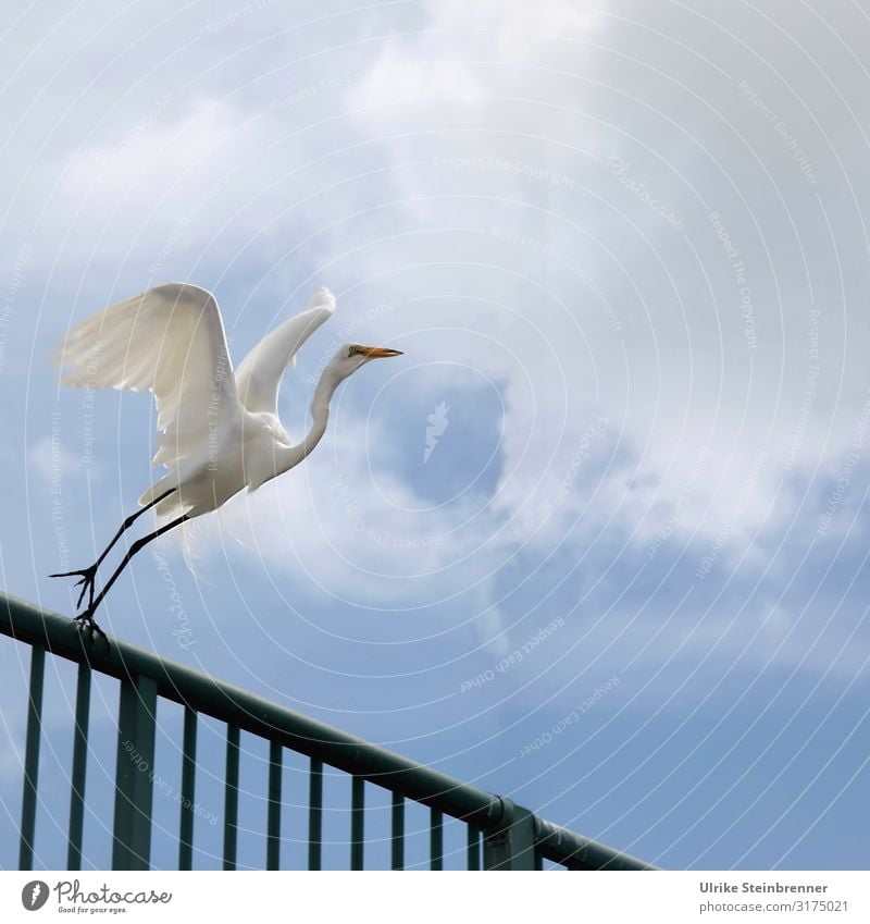 700 | Weißer Reiher hebt vom Pier ab Ferien & Urlaub & Reisen Tourismus Ausflug Sommer Sommerurlaub Brücke Terrasse Geländer Tier Nutztier Vogel Flügel