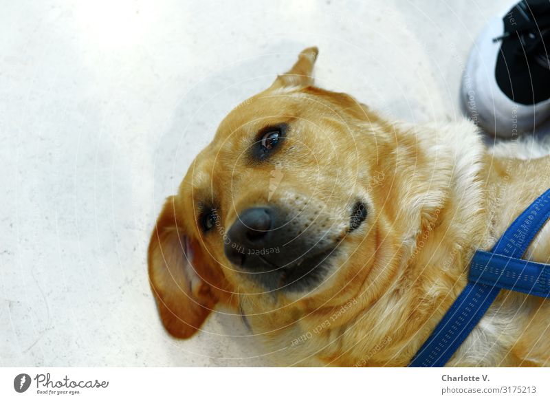 Weiterkraulen! | UT HH19 Tier Haustier Hund Tiergesicht beobachten liegen Blick blond authentisch Freundlichkeit kuschlig natürlich niedlich gelb grau Gefühle