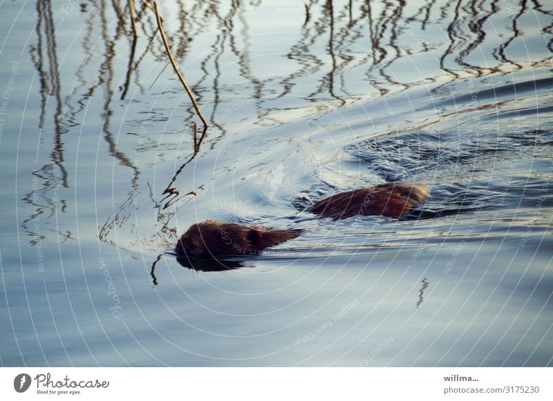 Flotter Otter Biber Nagetiere Tier Wildtier Fischotter Eurasischer Fischotter schwimmen tauchen Wasser Ostsee Vorpommersche Boddenlandschaft Usedom