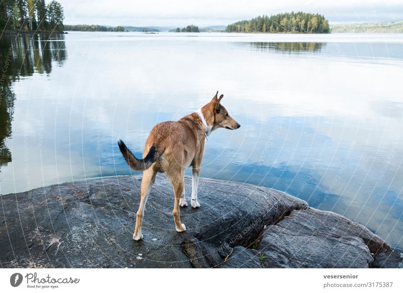Collie am See Seeufer Haustier Hund 1 Tier beobachten Blick Neugier Tierliebe Wachsamkeit Interesse Abenteuer entdecken Erwartung Ferne Farbfoto Gedeckte Farben