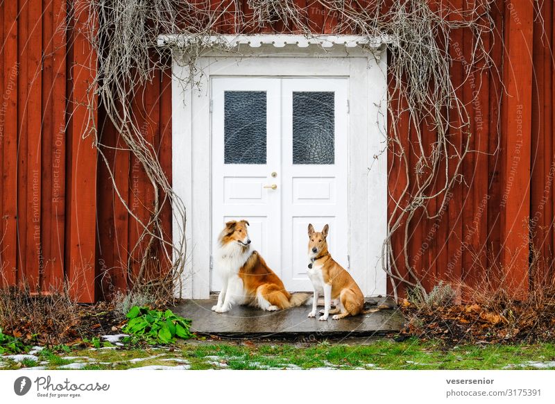 Zwei Gauner Haustier Hund Collie 2 Tier Blick sitzen Freundlichkeit Zusammensein Glück Neugier Fröhlichkeit Zufriedenheit Sicherheit Schutz Freundschaft
