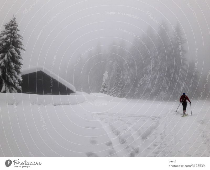 Der erste Schnee sportlich Winter Berge u. Gebirge Skitour Mann Erwachsene 1 Mensch Wald Alpen Bewegung Fitness gehen genießen dunkel Gesundheit gigantisch