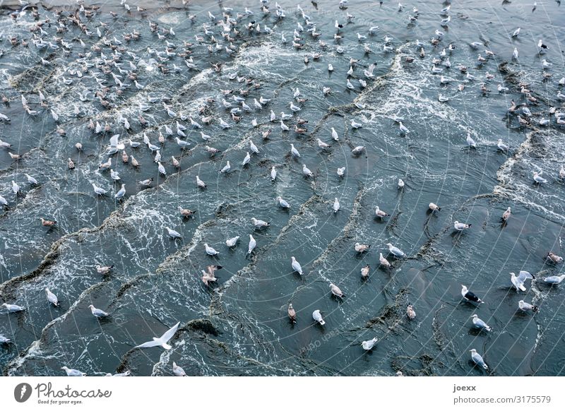 Viele Möwen bei der Futtersuche am Strand im seichten Wasser chaotisch Chaos Tag Menschenleer Außenaufnahme Fressen Konflikt & Streit füttern Tiergruppe Vogel