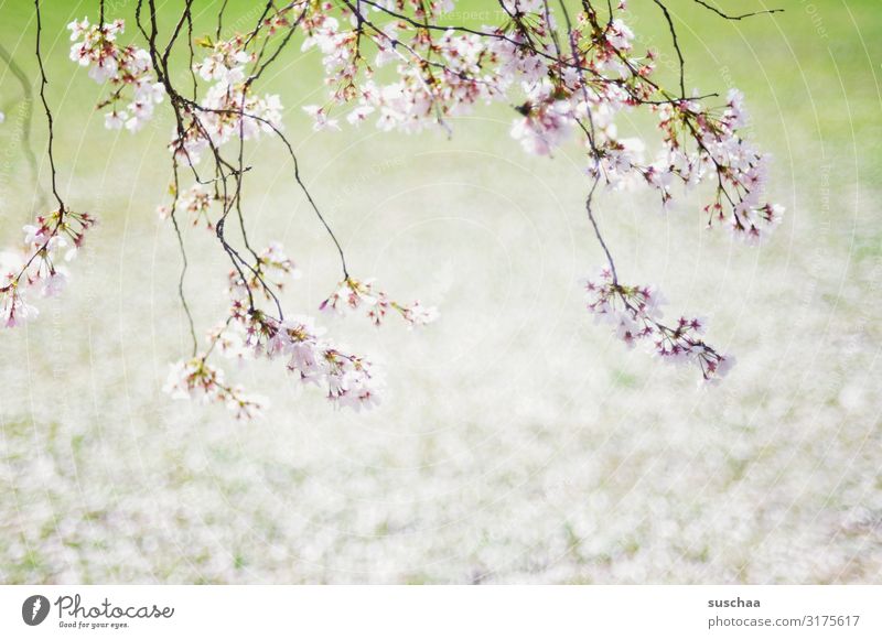 warten auf den frühling Frühling Blüte Ast Baum Wiese Blütenblatt frisch hell positiv Erfrischung Fröhlichkeit erhellend Wellness Schwache Tiefenschärfe
