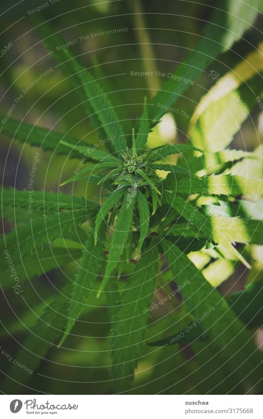 nützliche pflanze Medizin Naturprodukt pflanzlich Gesundheit natürlich Pflanze Apotheke Gesundheitswesen Alternativmedizin Gras Marihuana Pillen illegal