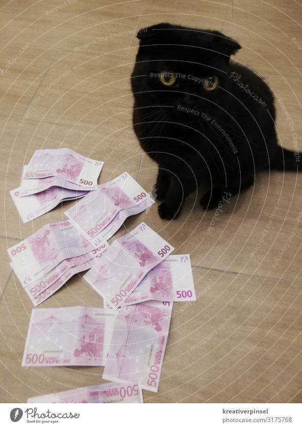 Geld, Euro, Katze elegant sparen Poker Erfolg Tier Haustier 1 beobachten Blick sitzen träumen authentisch Coolness Glück niedlich klug verrückt rosa schwarz