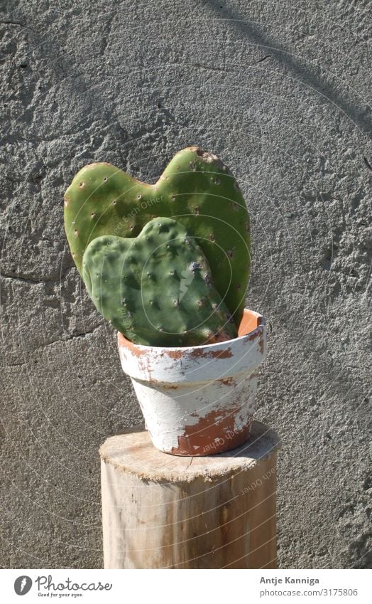 Kaktus-Herz Glück Dekoration & Verzierung Valentinstag Muttertag Hochzeit Geburtstag Skulptur Topfpflanze Kommunizieren Liebe exotisch Fröhlichkeit Zusammensein