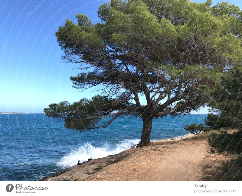 Ibiza im Frühling Umwelt Natur Landschaft Pflanze Tier Sand Wasser Sommer Wetter Schönes Wetter Schwimmen & Baden entdecken Erholung genießen wandern