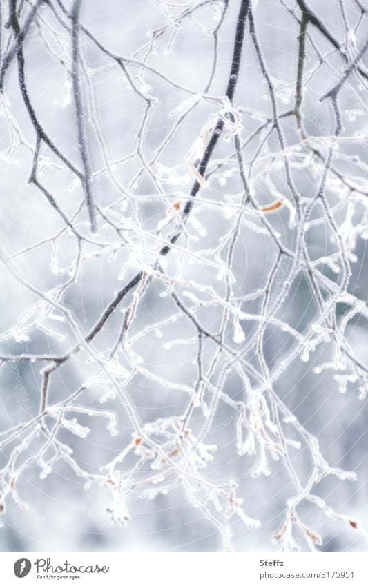 klirrend kalt Winterkälte winterliche Kälte Frost heimisch nordisch nordische Kälte Wintereinbruch klirrende Kälte Raureif vereiste Äste Kälteeinbruch