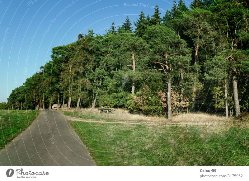 Planweg mit Kieferwald Natur Pflanze Tier Baum Wald achtsam ruhig planweg umwelt Spazierweg kiefer bäume grün hessen landschaft richtung erholung beruhigend