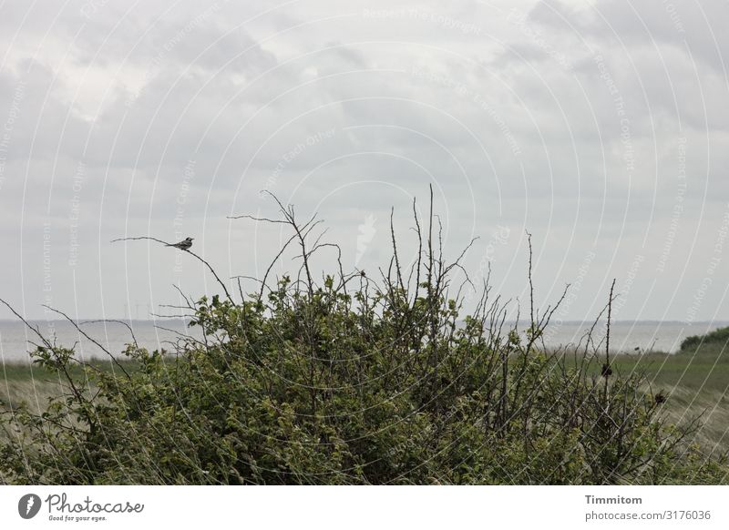 Ein Vogel checkt die Lage sitzen prüfen Gebüsch Horizont Wolken Himmel Nordsee Menschenleer Tier Natur Ruhe Dänemark grün grau