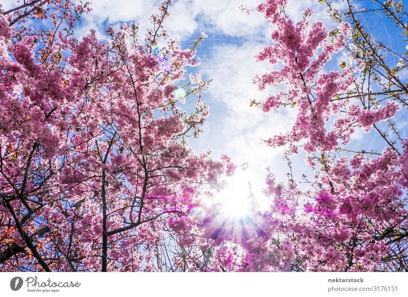 Rosa Kirschbaumblüten und sonnige Wolkenlandschaft schön Pflanze Himmel Baum Blume Blüte Blühend Wachstum frisch rosa Hoffnung Farbe Kirsche Blendenfleck