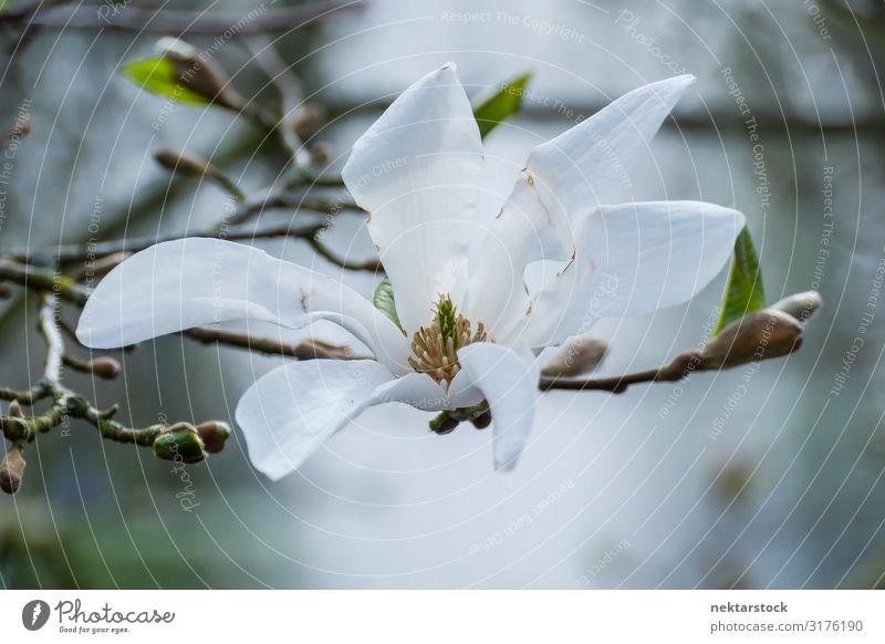 Weiße Baumblüte auf knospendem Ast aus nächster Nähe schön ruhig Pflanze Blume Blüte Blühend Wachstum frisch weiß Gelassenheit Hoffnung Frieden Blütenknospen