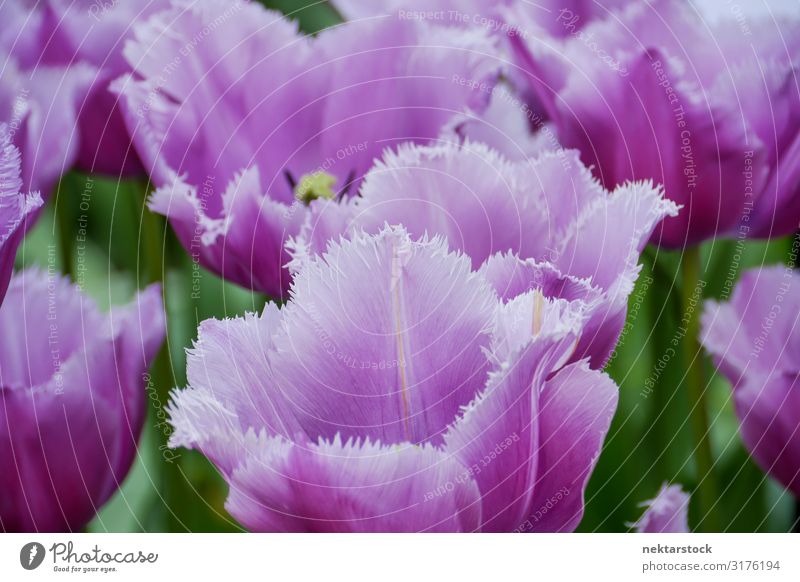 Lila Cummins Tulpen mit gefransten Blütenblattspitzen schön Pflanze Blume Blühend Wachstum frisch Hoffnung Frieden purpur Blütenknospen Frühling Vorbau Botanik