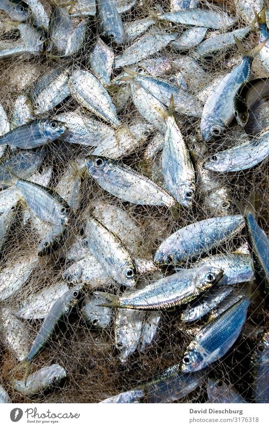Fangfrisch Lebensmittel Fisch Ernährung Ferien & Urlaub & Reisen Landwirtschaft Forstwirtschaft Tier Schwarm Umweltverschmutzung Umweltschutz Fangnetz Hafen
